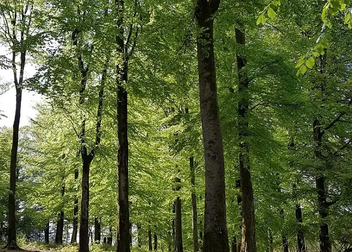 Birkelbach Semesterbostad Erndtebrück
